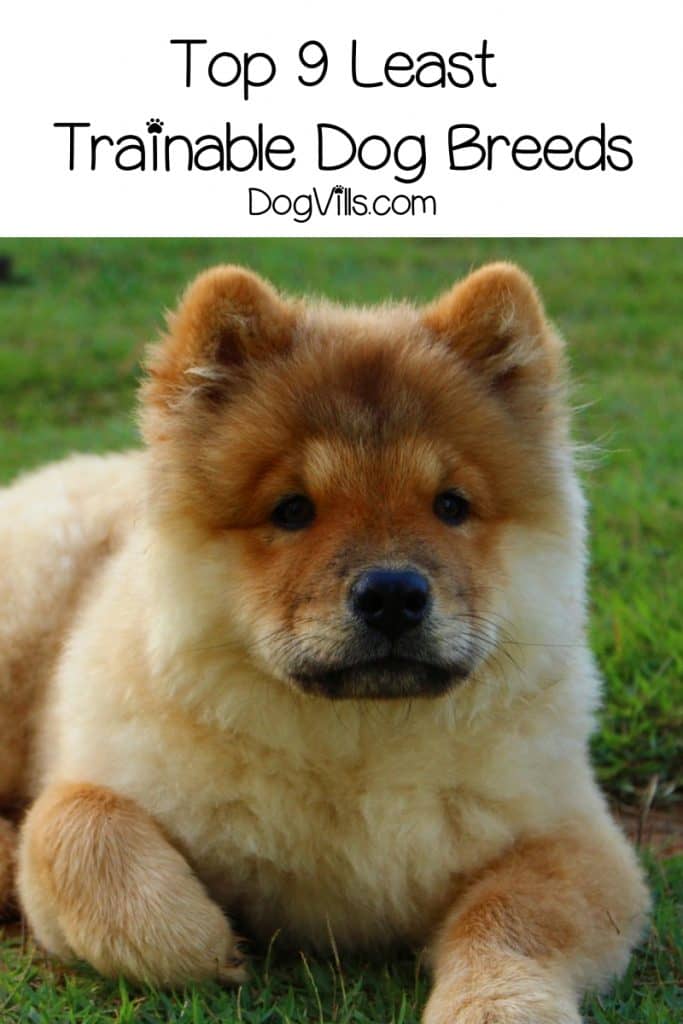 What are the worst dog breeds to train? While all dogs are teachable, some need a lot more patience than others! Check out the 9 least trainable dog breeds!
