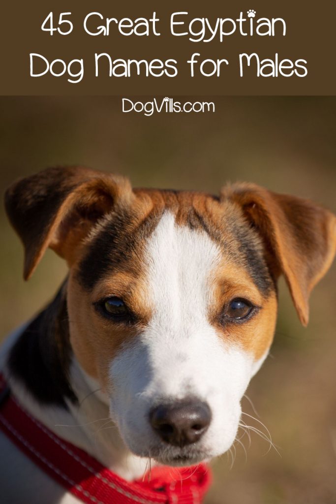 If you're searching for some of the most spectacular Egyptian dog names, we've got you covered! Check out 45 for male pups!