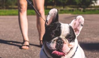 Need a few great Norse mythology dog names for your furry little Viking? Check out our top 70 favorites for male & female pups!