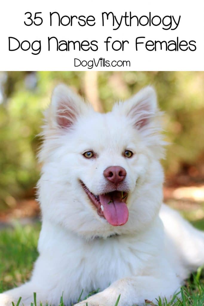 Need a few great Norse mythology dog names for your furry little Viking? Check out our top 70 favorites for male & female pups!