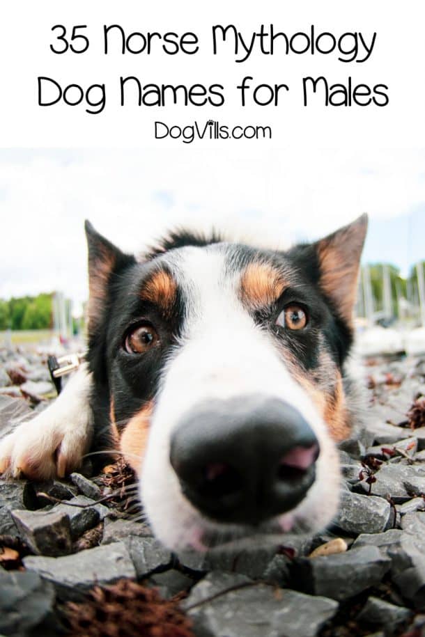 70 Norse Mythology Dog Names for Male & Female Pups DogVills