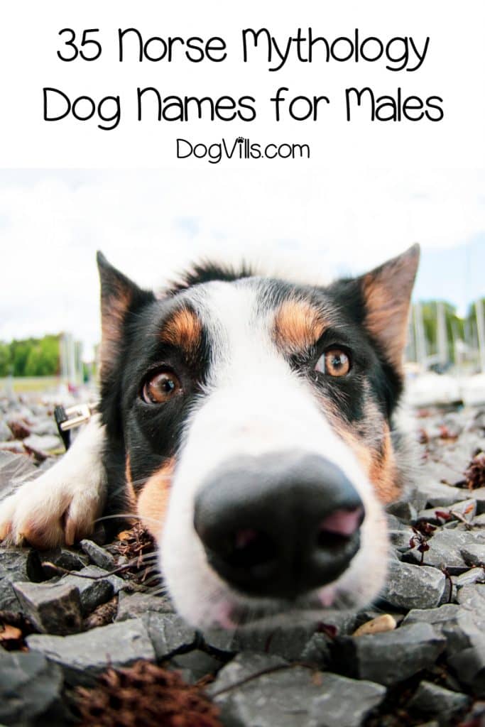 Need a few great Norse mythology dog names for your furry little Viking? Check out our top 70 favorites for male & female pups!