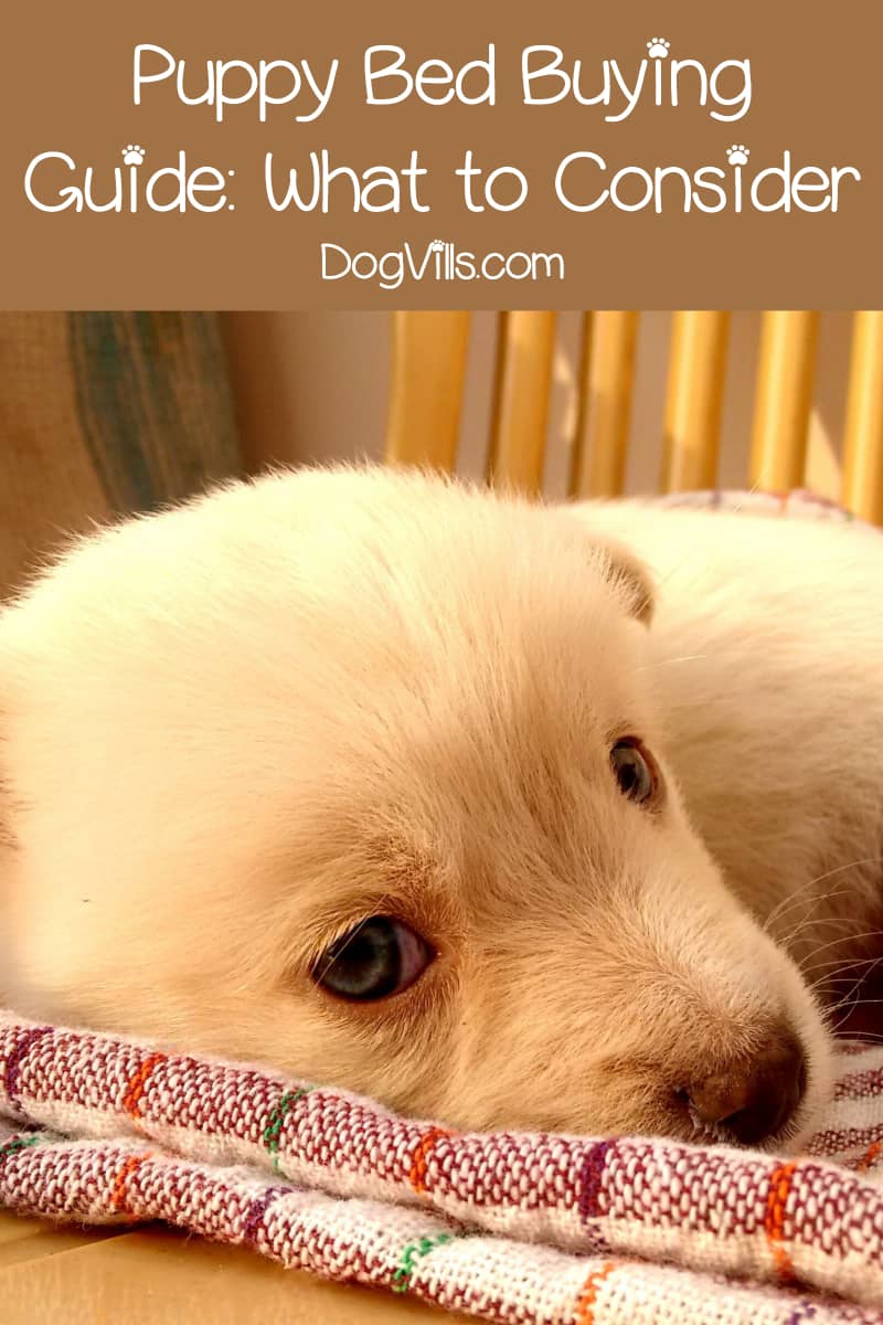 Top 10 Best Puppy Beds That Won't End Up Shredded in Minutes (with