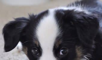 Can puppies have rawhide chew sticks? If so, at what age? What on earth is rawhide made of anyway? Find out the answer to all and more!