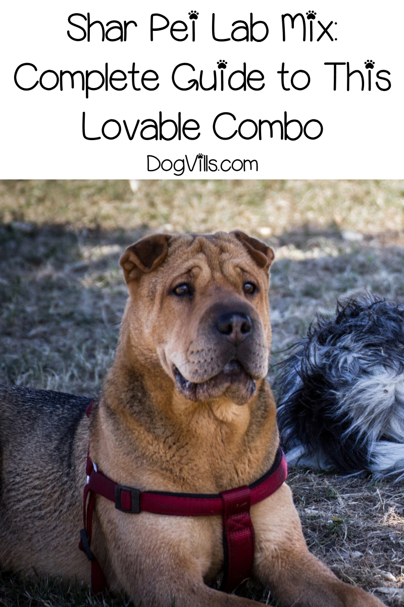 Shar Pei Lab Mix Complete Guide To This Lovable Combo Dogvills