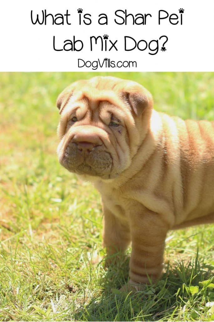 The Shar Pei Lab mix combines the size of Labradors and the crinkled cuteness of the Shar Pei. Read on to know more about this dog breed as a pet.