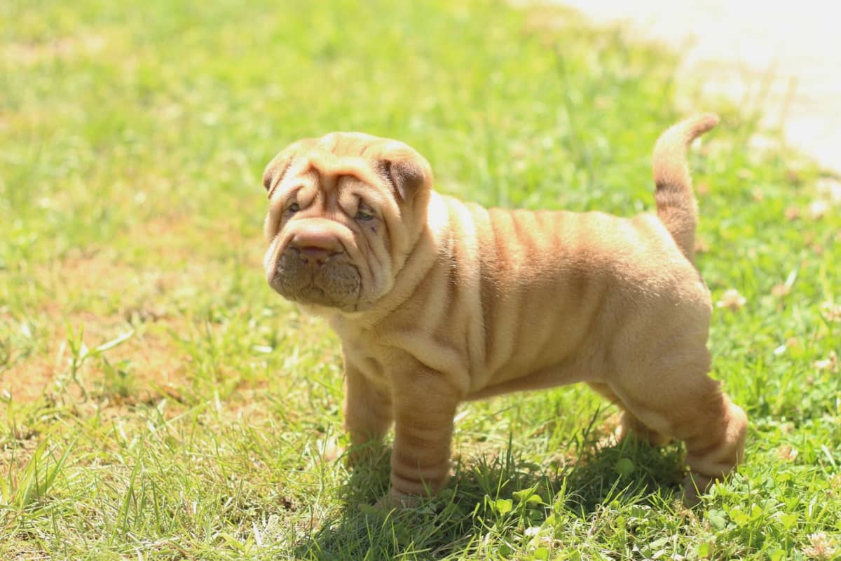 shar pei lab mix for sale