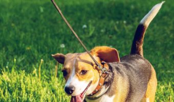 A barking & lunging dog turns a fun stroll into a nightmare! Learn how to teach a dog not to bark at people and other dogs during walks.