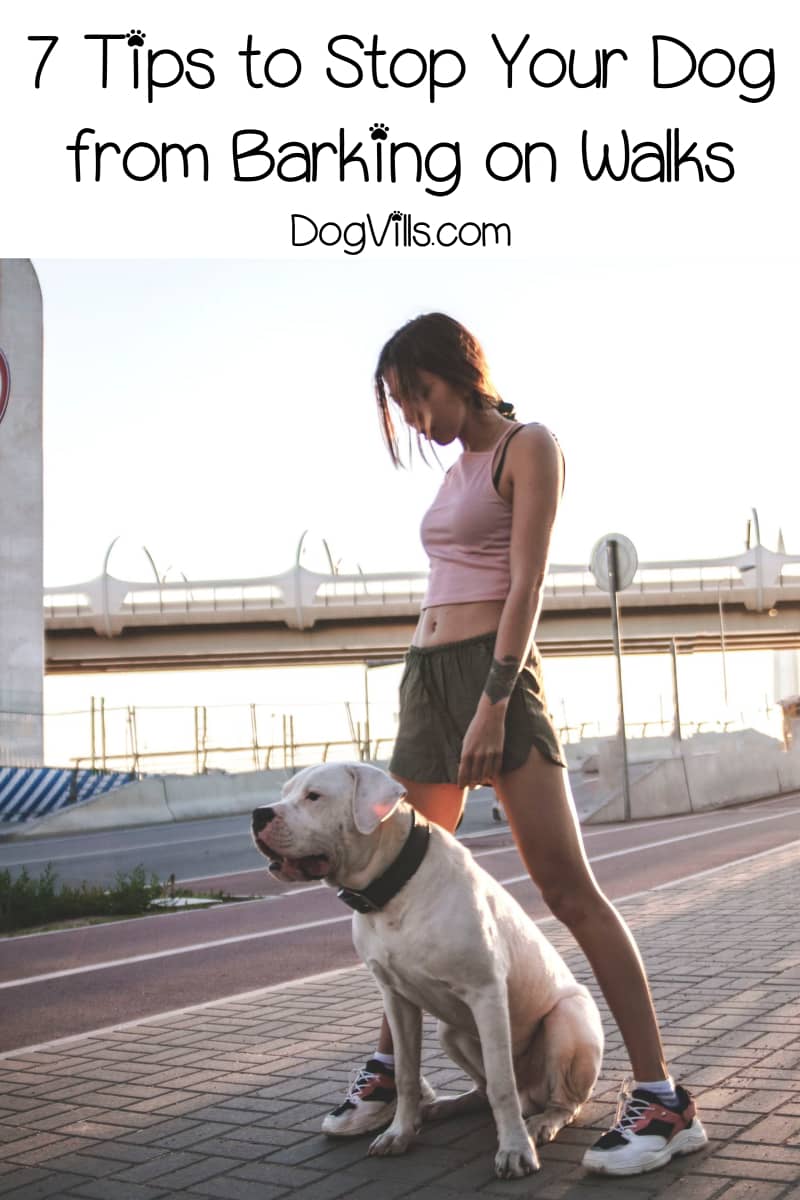 7 Steps for Teaching Your Dog Not to Bark During Walks DogVills