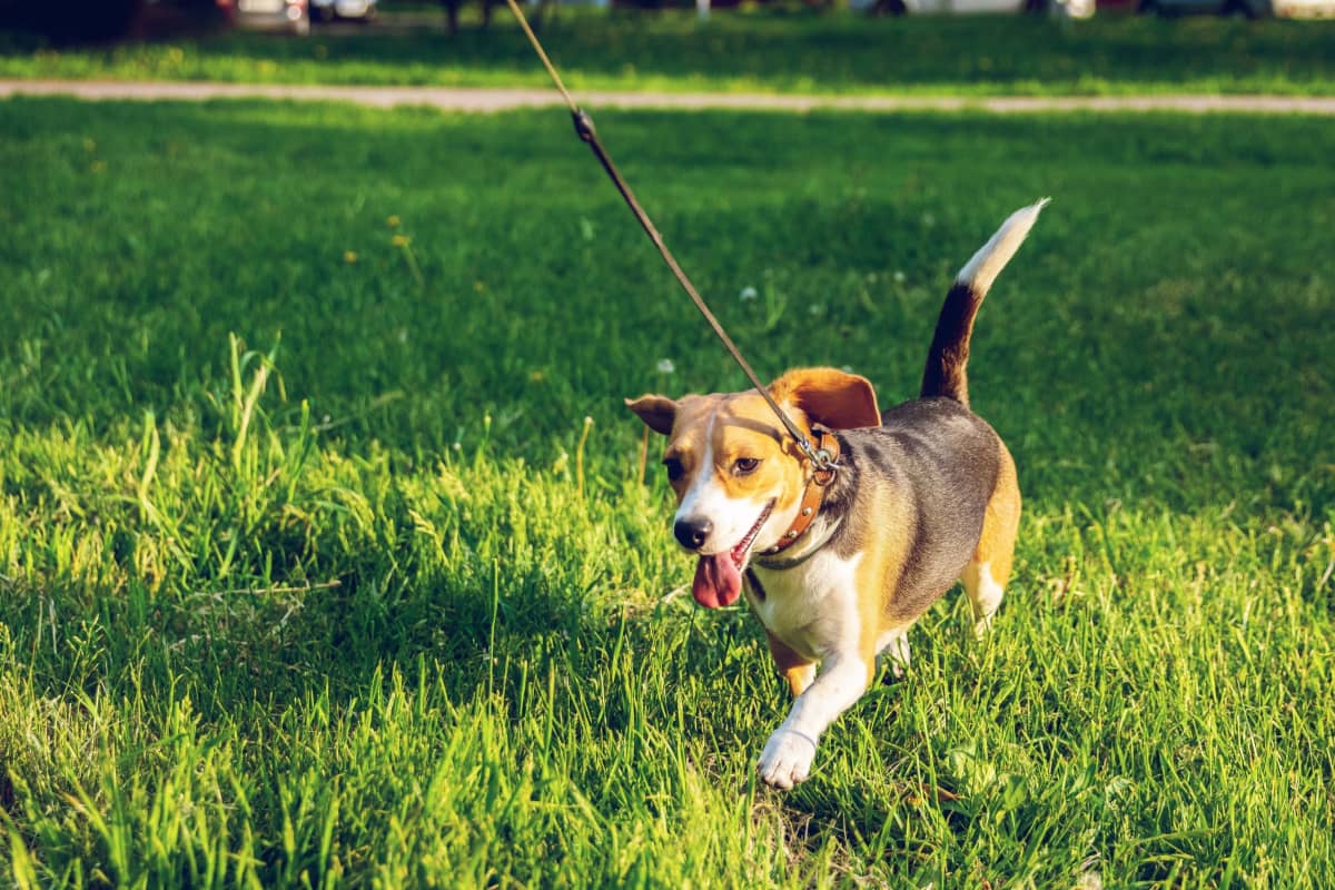 7 Steps for Teaching Your Dog Not to Bark During Walks DogVills