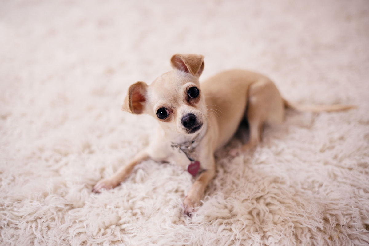 8 Cute Small Dog Breeds We Can't Get Enough Of - DogVills