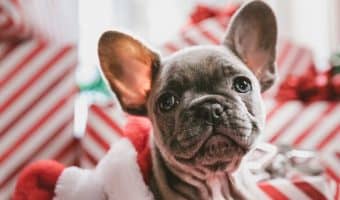 Getting a new puppy for the holidays? You’ll definitely want to check out our favorite Christmas dog names for boys and girls!