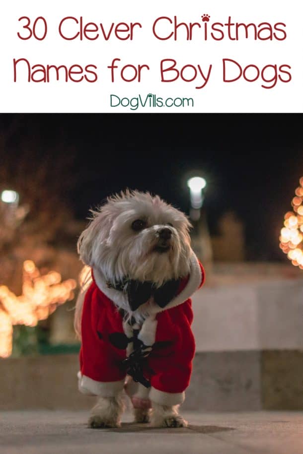 60 Fun & Festive Christmas Dog Names DogVills