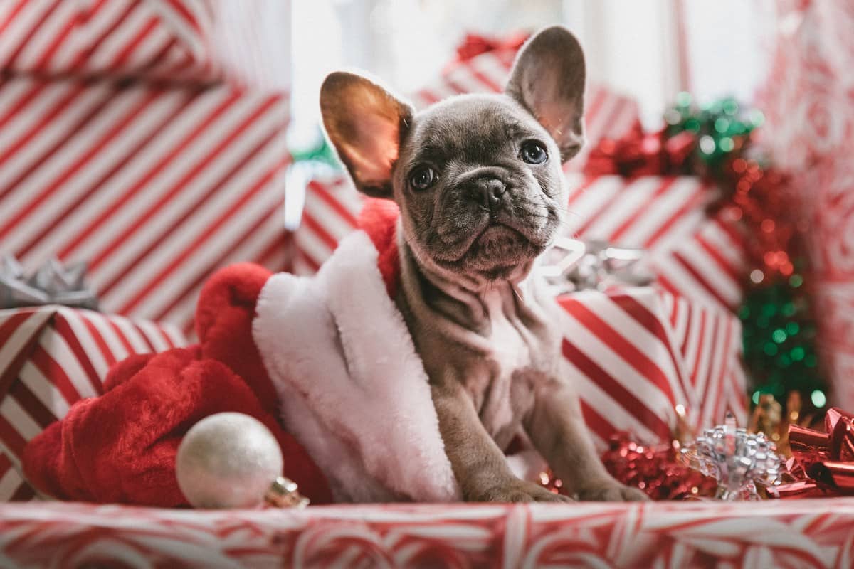 60 Fun & Festive Christmas Dog Names - DogVills