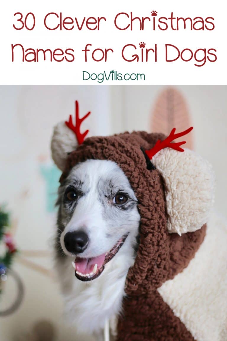 60 Fun & Festive Christmas Dog Names - DogVills