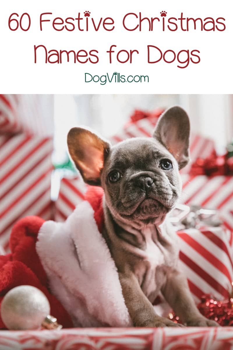 60 Fun Festive Christmas Dog Names Dogvills