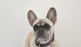 If you're searching for the best dog beds for French Bulldogs, you'll love our list! Check out 10 diverse options for your little lady or gentleman!