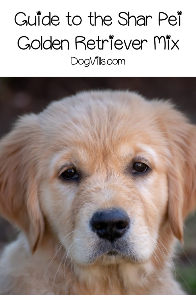 Considering adopting a Shar Pei Golden Retriever mix? Before you do, check out our complete guide to the Golden Pie first!