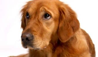 Considering adopting a Shar Pei Golden Retriever mix? Before you do, check out our complete guide to the Golden Pie first!
