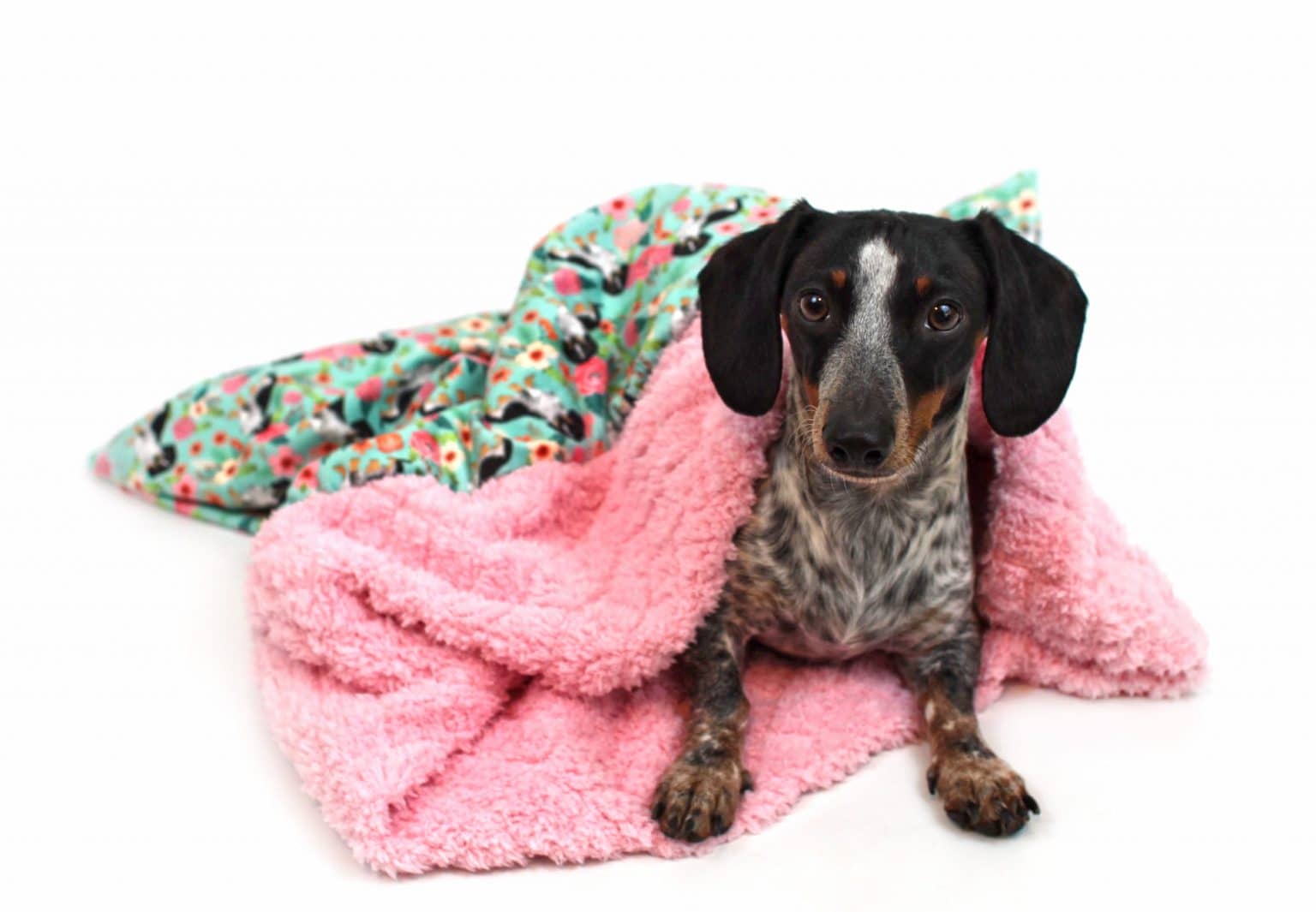 Top 10 Best Dog Beds for Dachshunds DogVills