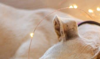 As a sighthound owner, I know a thing or two about choosing the best dog beds for Greyhounds! Check out my top 10 picks!