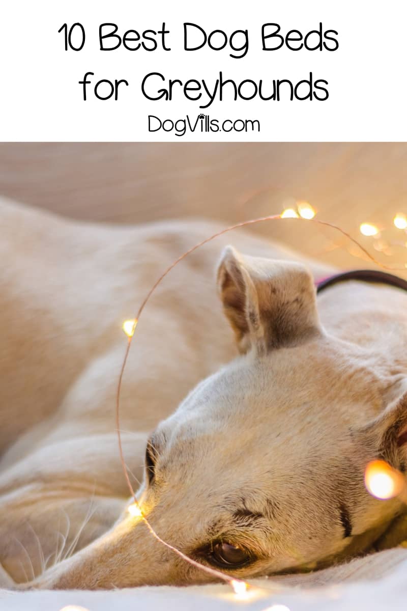 Top 10 Best Dog Beds for Greyhounds (with Reviews) DogVills