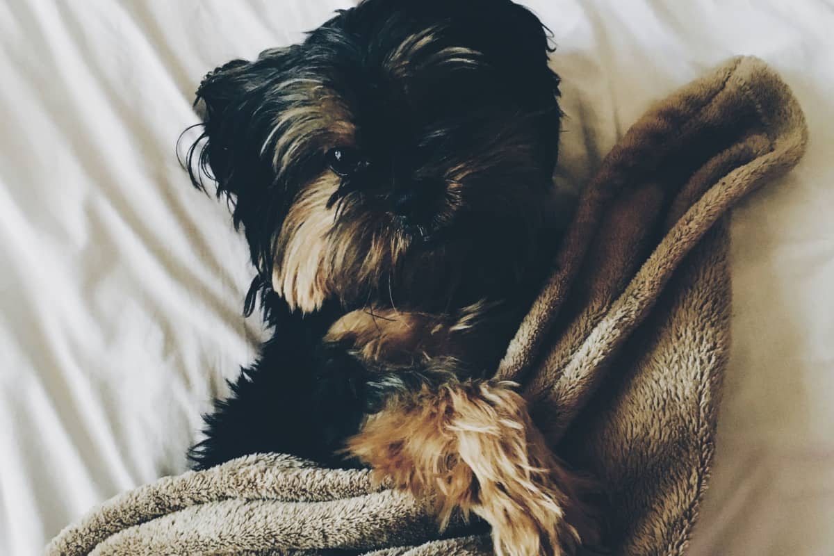 Casper Dog Bed Review Is it Worth It? DogVills