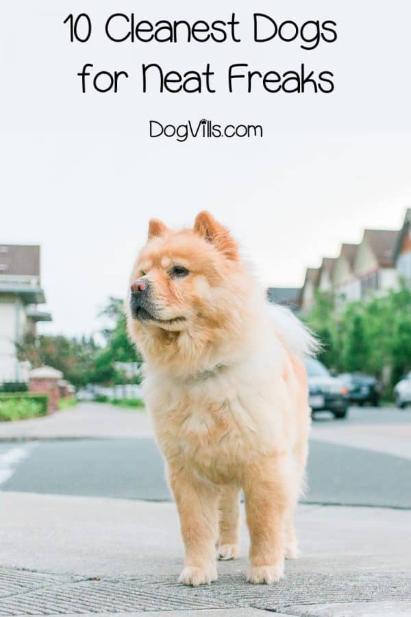 10 Cleanest Dog Breeds for Neat Freaks DogVills