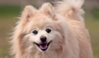 If you're looking for cute small dog breeds, you're in luck! Check out 8 of the cutest compact canine companions that we can't get enough of!