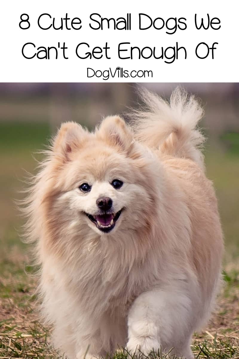 dog breeds that are cute