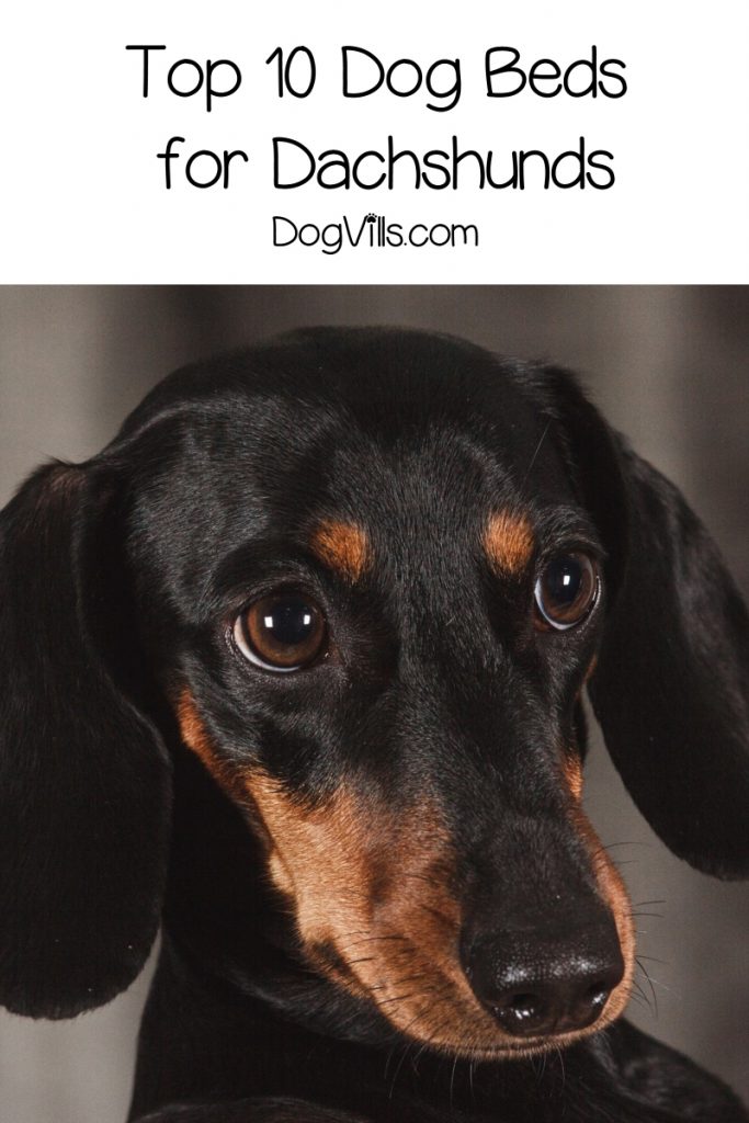 What are the best dog beds for Dachshunds? That’s exactly what we’re discussing today! Check out our top 10 picks!