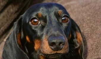 What are the best dog beds for Dachshunds? That’s exactly what we’re discussing today! Check out our top 10 picks!