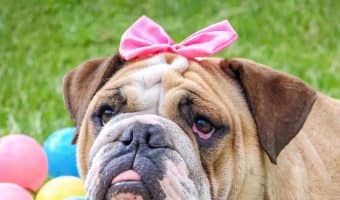 We all know which dogs are the smartest, but what about the dumbest dog breeds? Discover which dogs fall to the bottom of the intelligence charts.