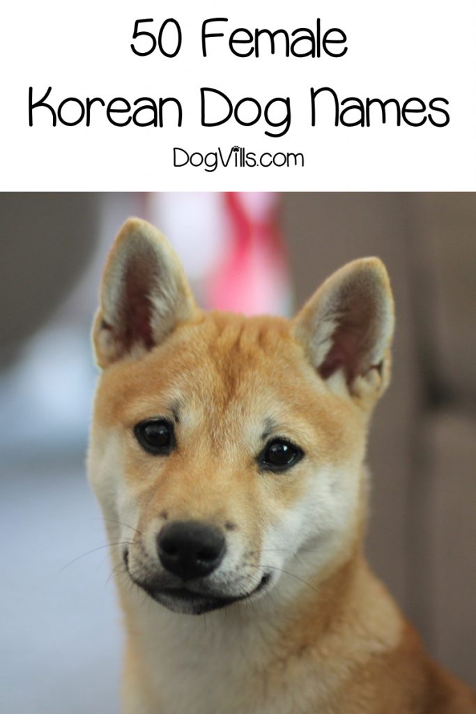 Whether you're looking for Korean dog names because you love the culture or want to honor your heritage, we've got you covered!