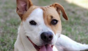 If you're looking for the best funny boy dog names for your comedic canine companion, we've got you covered! Check out our top 100 favorites!
