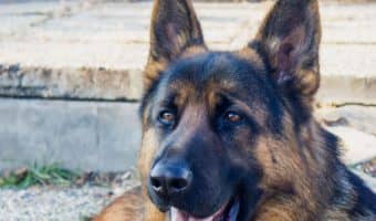 Looking for some beautiful German Shepherd quotes to celebrate your love for America’s 2nd favorite dog? Check out 15 that we love!