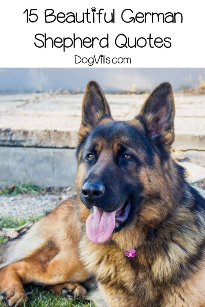 15 Beautiful German Shepherd Quotes - DogVills