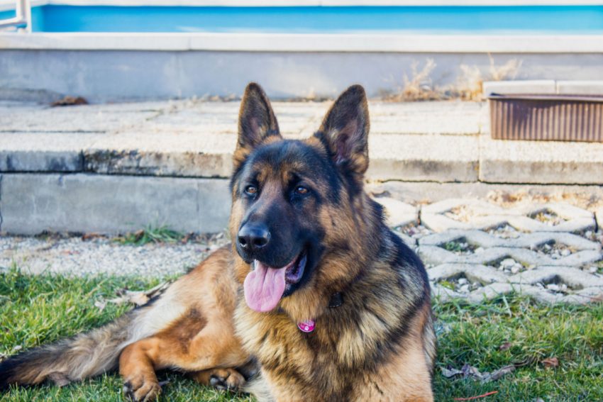 Looking for some beautiful German Shepherd quotes to celebrate your love for America’s 2nd favorite dog? Check out 15 that we love!