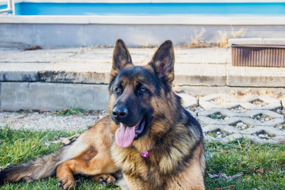 15 Beautiful German Shepherd Quotes - DogVills