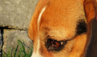 If Fido growls or snaps when anyone goes near his bowl, you'll want to check out our tips on how to deal with food aggression in dogs.
