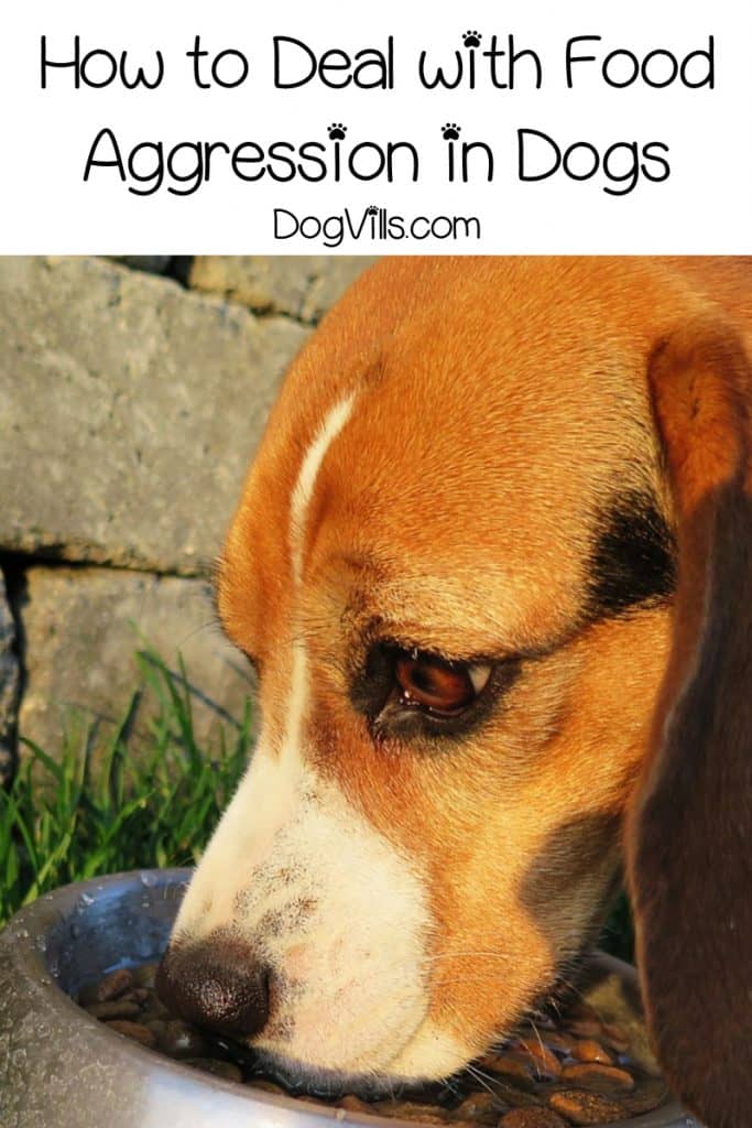 7 Tips on How to Deal with Food Aggression in Dogs DogVills