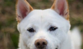 Whether you're looking for Korean dog names because you love the culture or want to honor your heritage, we've got you covered!