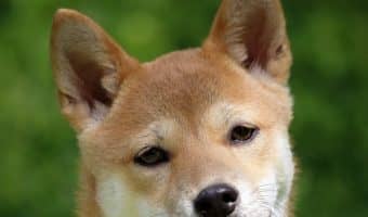 Do you want to learn more about popular Japanese dog breeds? Check out our list of the 8 breeds that have taken over hearts in The Land of the Rising Sun!