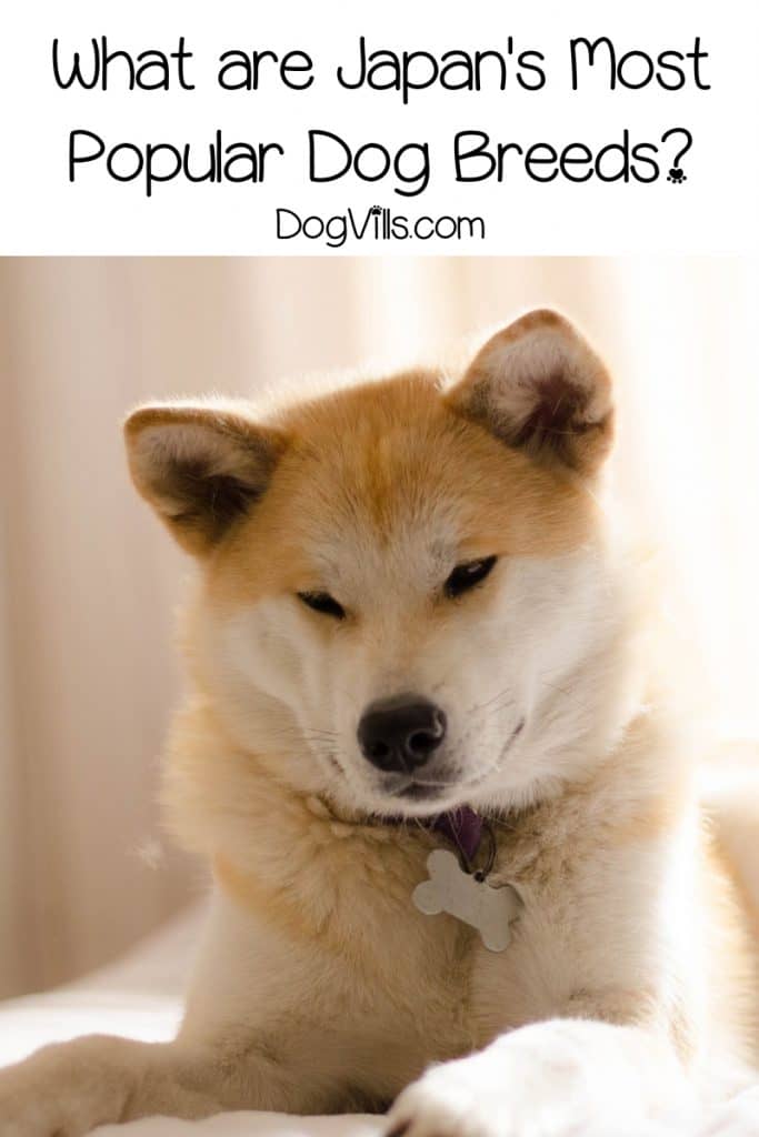 Do you want to learn more about popular Japanese dog breeds? Check out our list of 8 breeds that have taken over hearts in The Land of the Rising Sun!