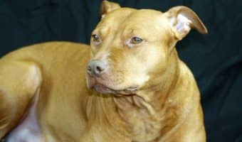 If you're wondering about the Shar Pei Pitbull mix dog breed, you'll definitely want to read out complete guide.