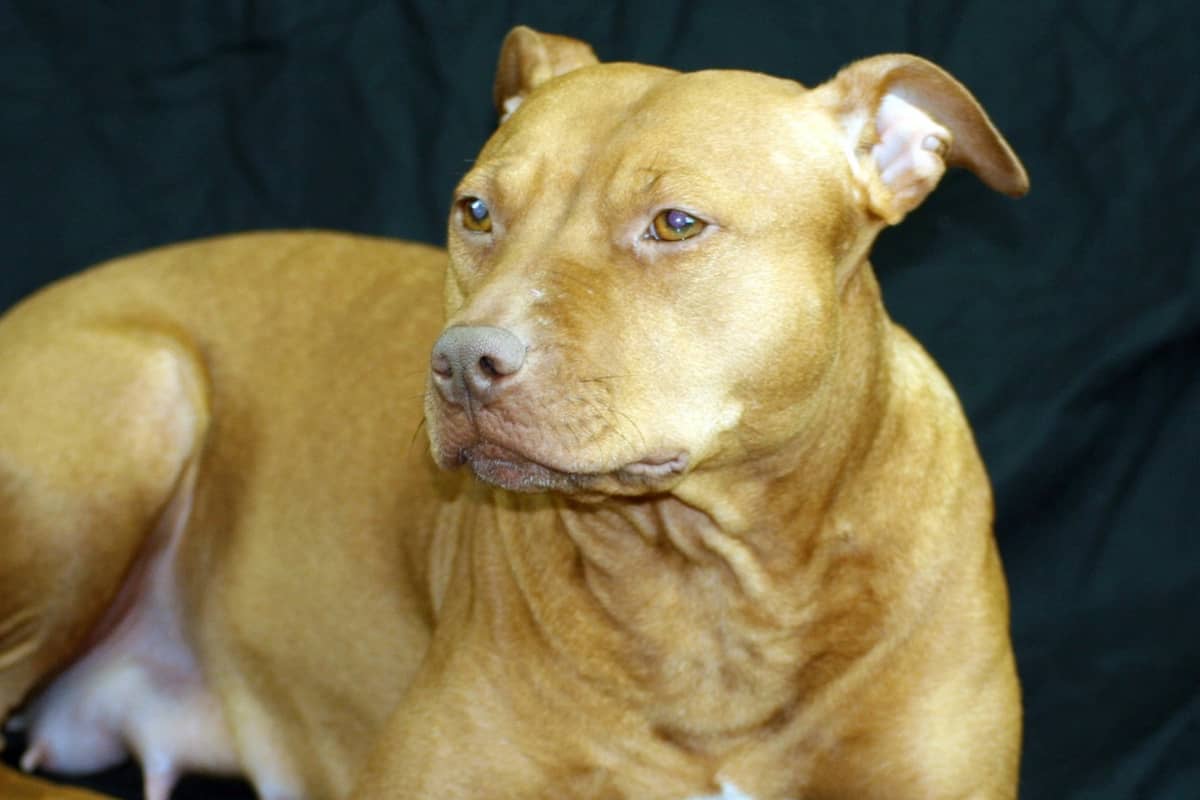 shar pei terrier mix puppy