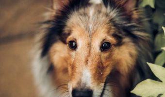 If you're looking for some fantastic strong female dog names and meanings, you'll adore our list! Check out 60 of the fiercest feminine names for your pup!