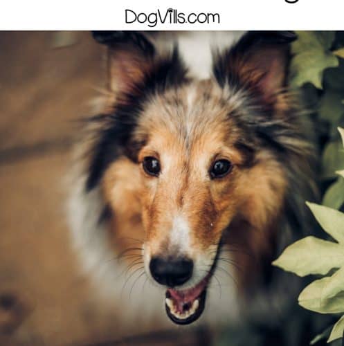 If you're looking for some fantastic strong female dog names and meanings, you'll adore our list! Check out 60 of the fiercest feminine names for your pup!
