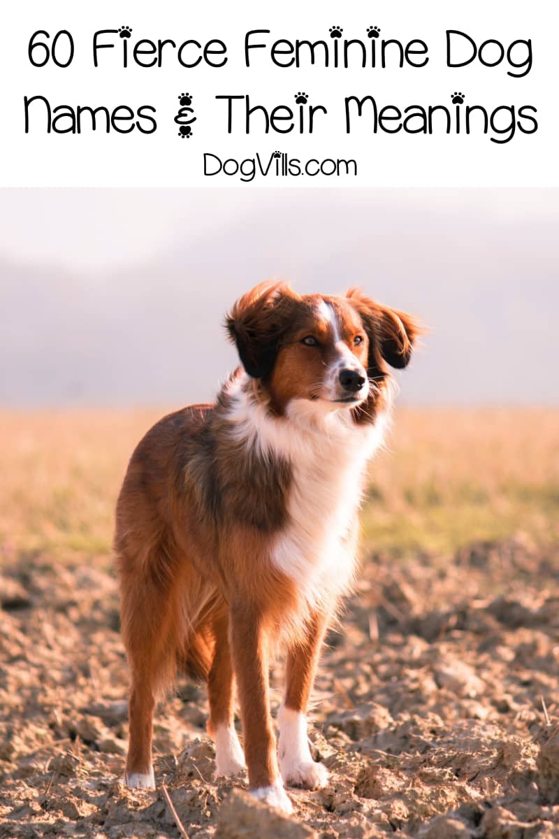 60 Fiercely Strong Female Dog Names and Meanings DogVills