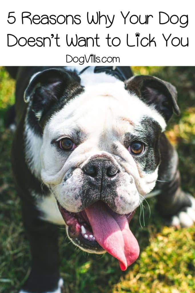 Help! My dog doesn't want to lick me. Why? If you found yourself relating to that question, read on to find out the answer!